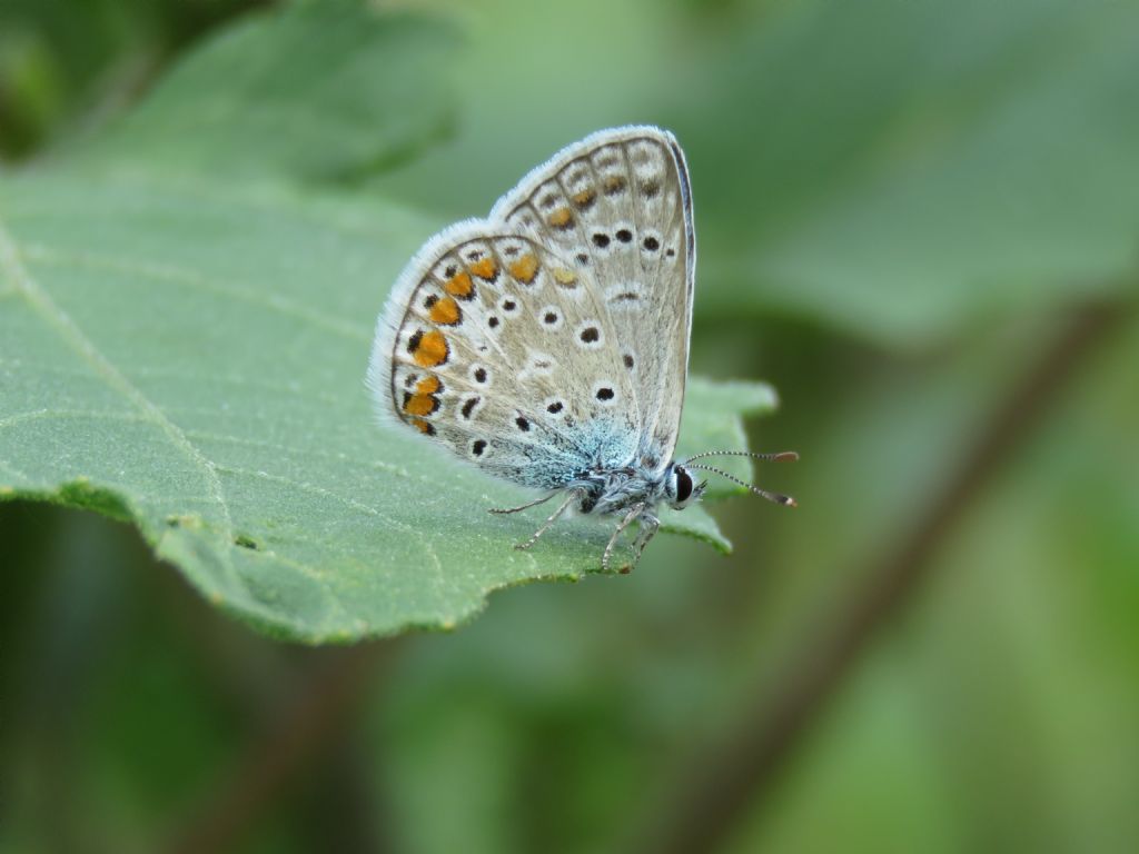 Polyommatus icarus?